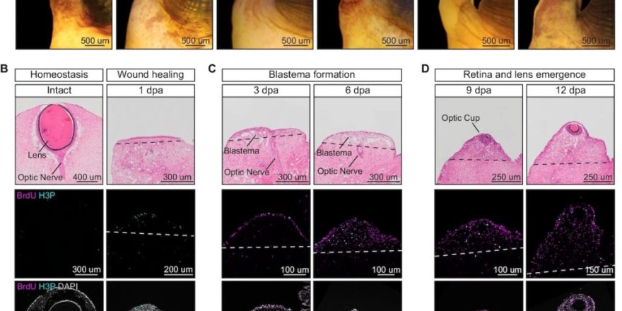 قابلیت بازسازی چشم در حلزون