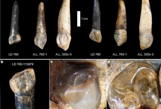 فسیل‌های جدید انسان