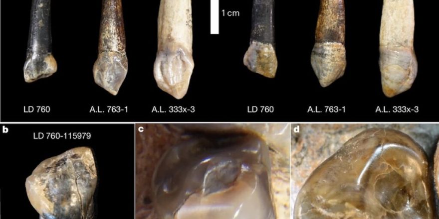 فسیل‌های جدید انسان