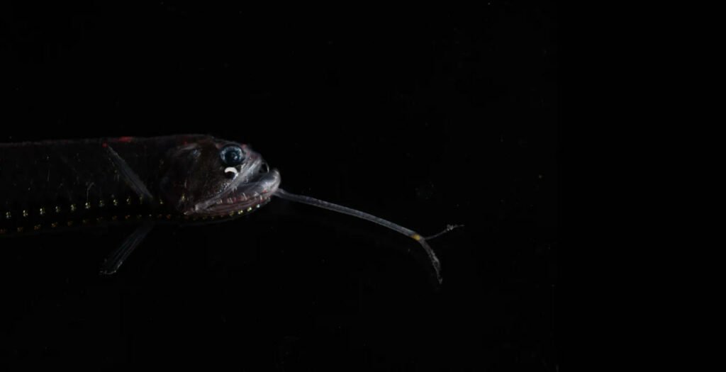 1756784714 859 9 عکس شگفت‌انگیز از دنیای درخشان و مرموز اعماق اقیانوس سیاه