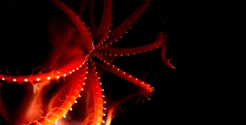 1756784715 357 9 عکس شگفت‌انگیز از دنیای درخشان و مرموز اعماق اقیانوس سیاه