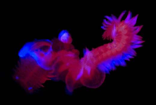 9 تصویر شگفت‌انگیز از دنیای درخشان و مرموز اعماق اقیانوس