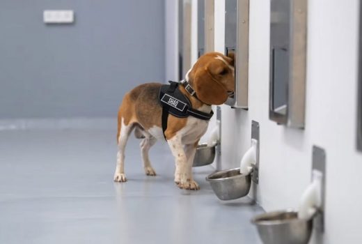 تشخیص سرطان با دقت 94 درصدی توسط سگ‌ها و هوش مصنوعی