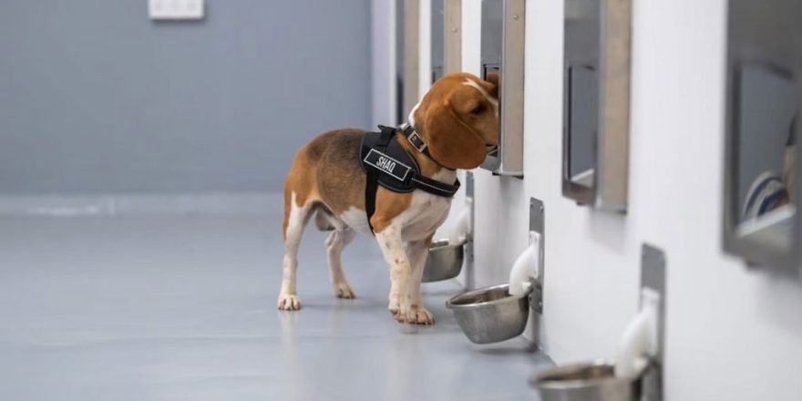 تشخیص سرطان با دقت 94 درصدی توسط سگ‌ها و هوش مصنوعی